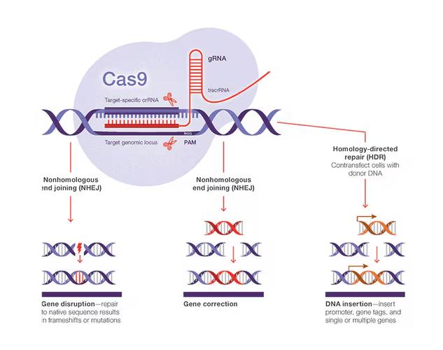 CRISPR-Cas9体内基因编辑疗法治疗镰刀型细胞贫血病示意图