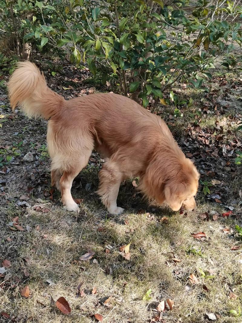 金毛犬在小区草坪上低头嗅闻地面的全景