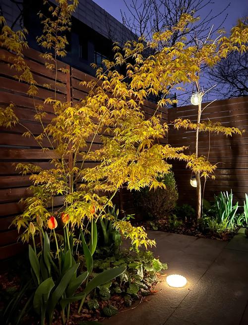 庭院植物射灯夜景灯光效果
