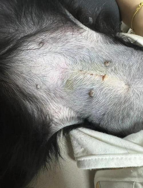 狗狗绝育手术术后伤口护理实拍