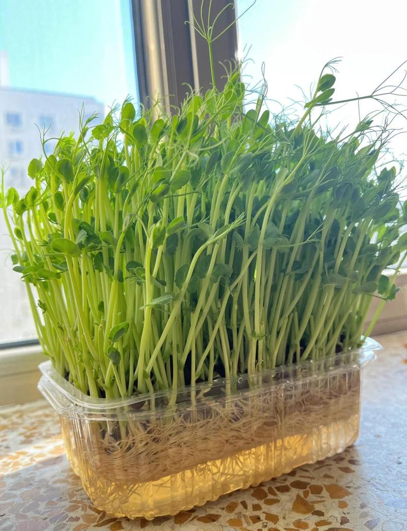 新鲜豌豆苗根部带基质特写