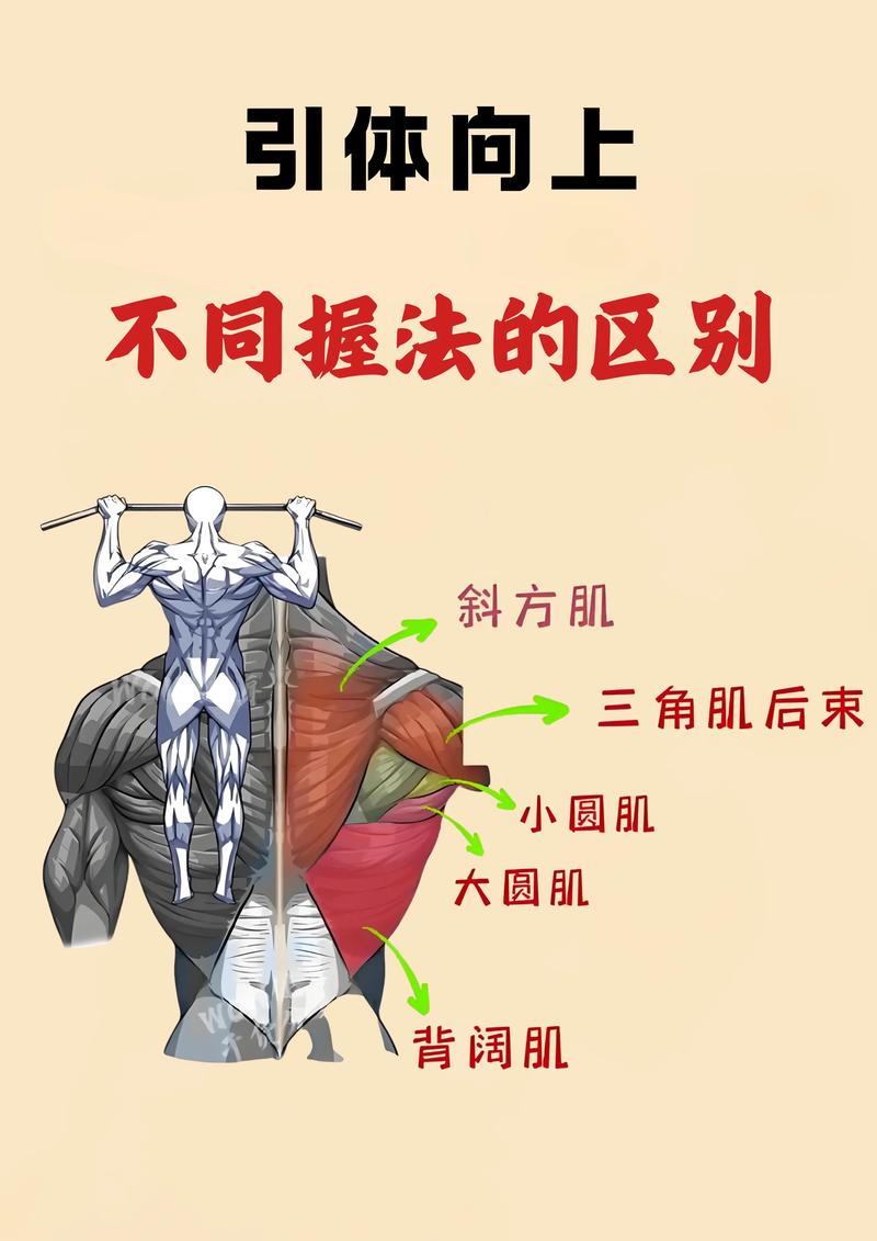 健身房引体向上训练背部肌肉