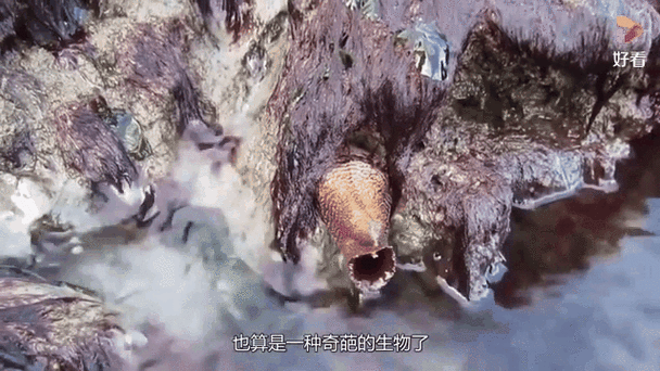 会呼吸的石头,也会生病
