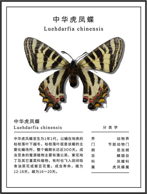 南京紫金山中华虎凤蝶栖息地修复监测样地