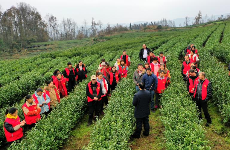 有机茶叶种植技术标准推广线下培训会现场