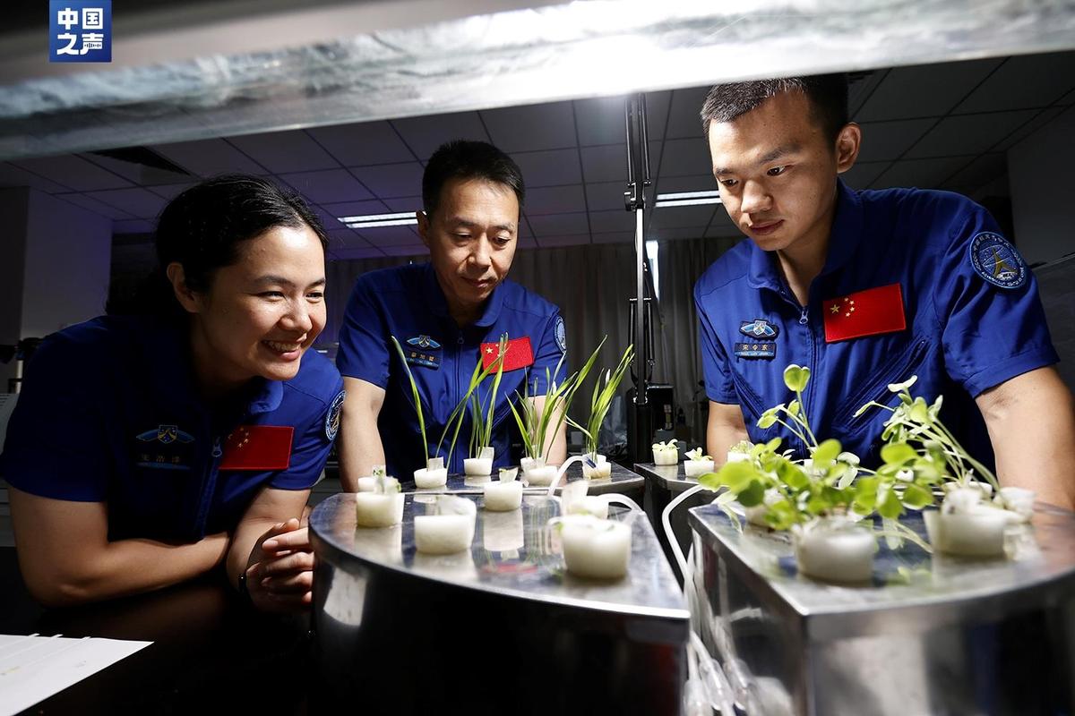 国际空间站宇航员种植辣椒实验现场图