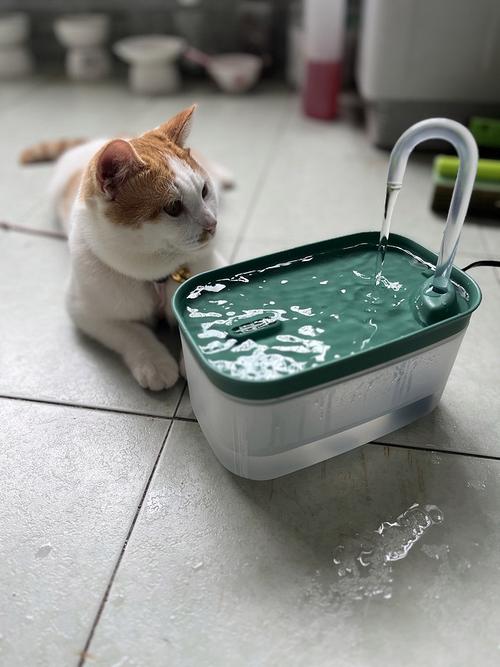 多位置摆放的猫咪流动饮水器实景图