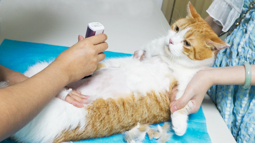 铲屎官带发情期猫咪去宠物医院实拍