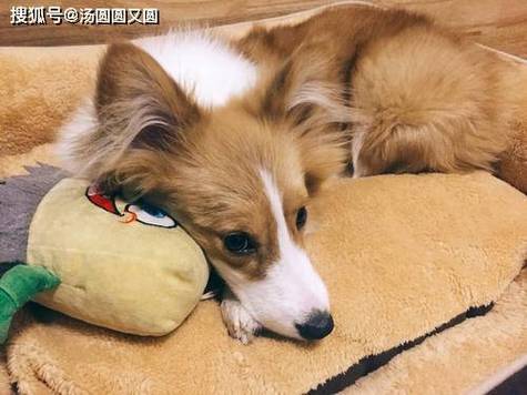 养宠新手狗狗腹泻避坑笔记
