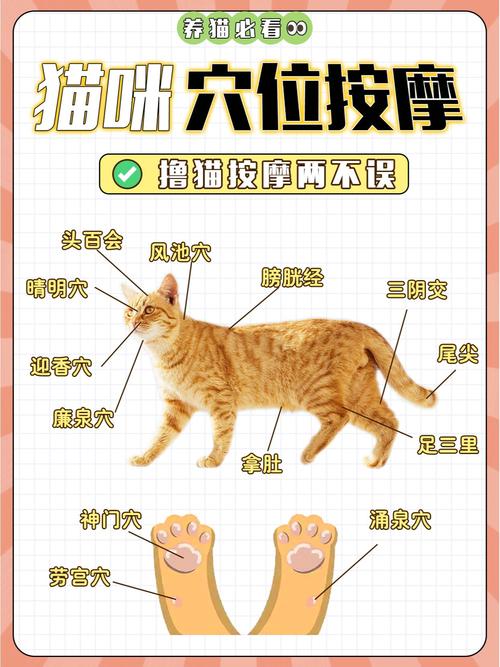 猫爪部汗腺分布解剖示意图