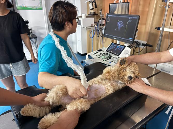 宠物医生给狗狗做脊柱触诊检查照