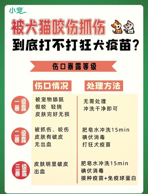 宠物三种外伤出血类型对比示意图