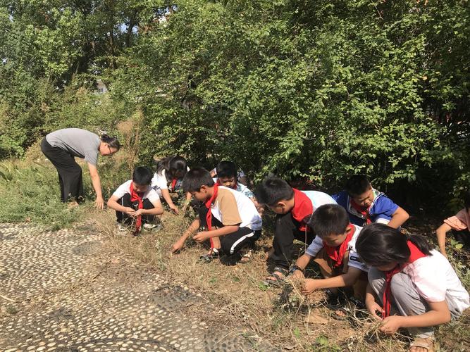 小学操场劳动包干区拔草场景
