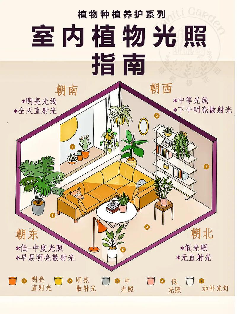阳台光照条件与耐阴耐晒植物对照示意图