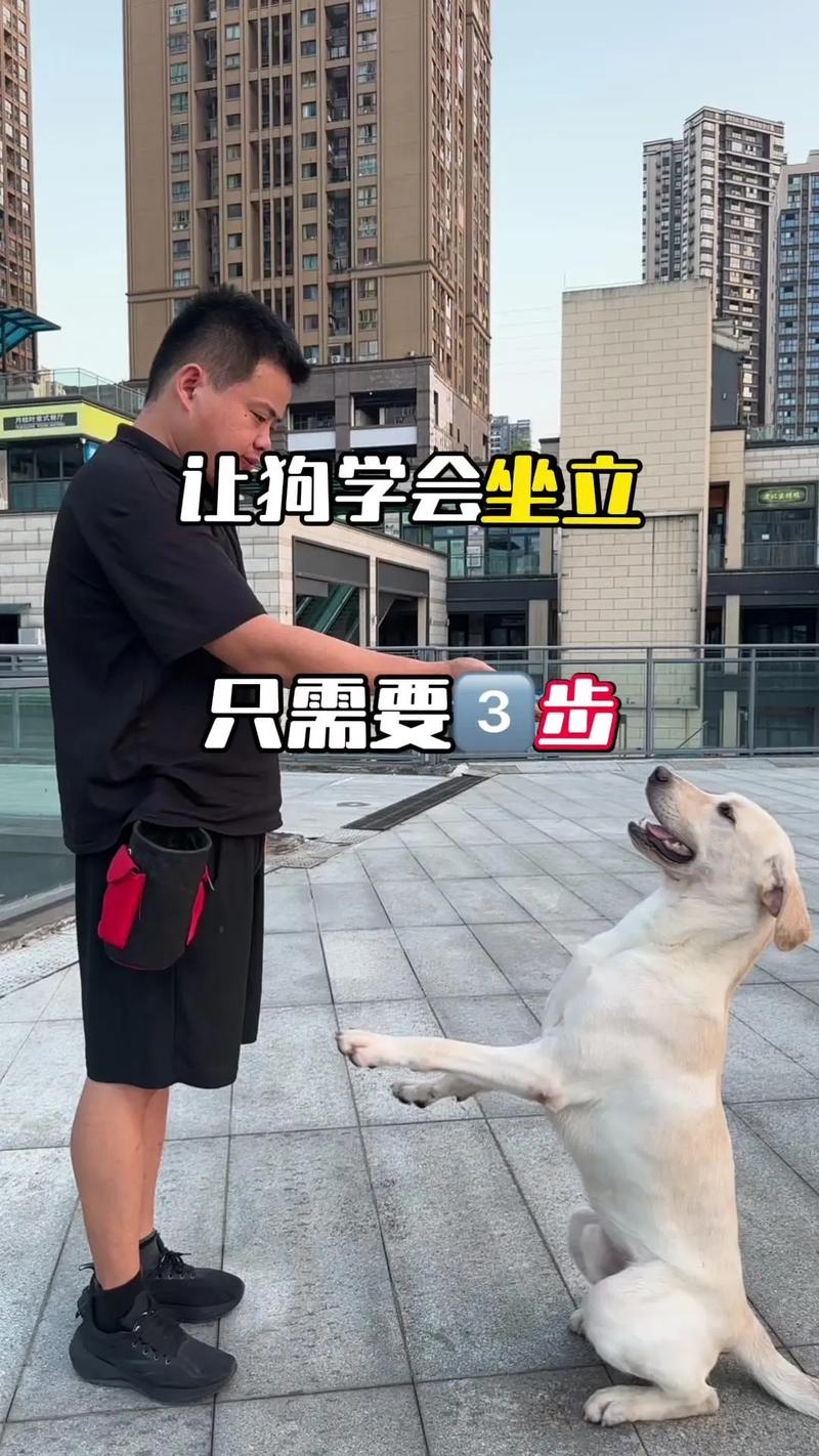 训犬师使用零食奖励狗狗正确随行姿势