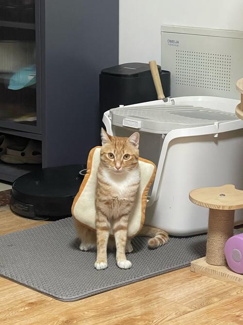 家养胖橘猫冰箱旁脚垫乘凉实拍