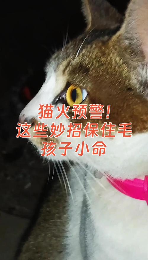 长途坐车，这些细节能救毛孩子的命