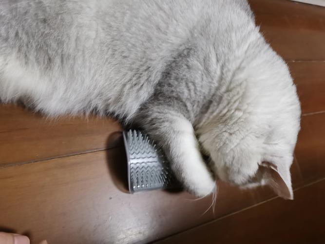猫咪用爪子拨弄桌上的小物件,模拟捕猎试探