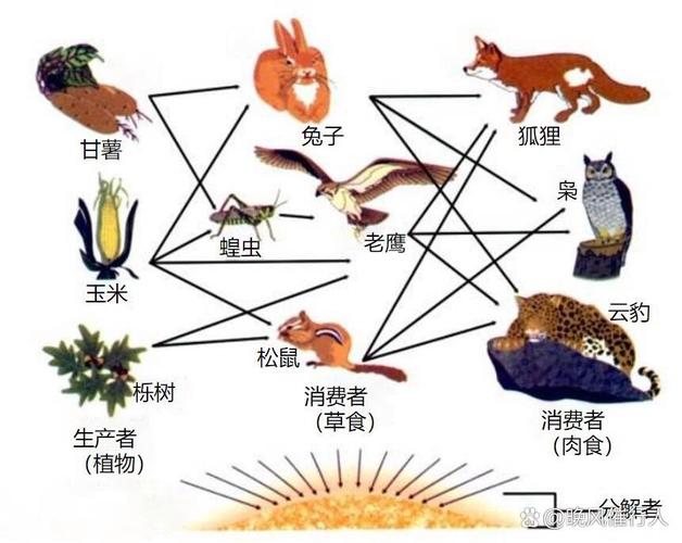 淡水生态食物网营养级关系图解