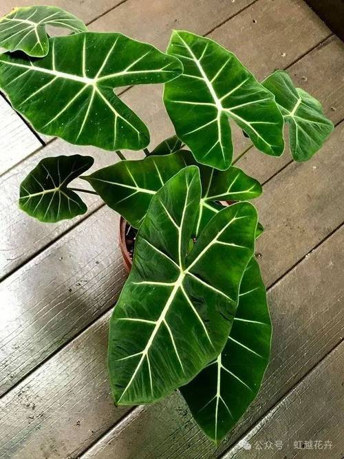仿真绿植叶片背面绒毛细节对比