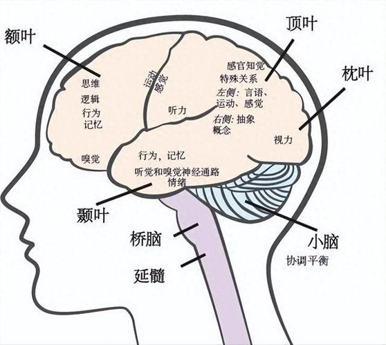 瑜伽冥想时大脑阿尔法波扫描图
