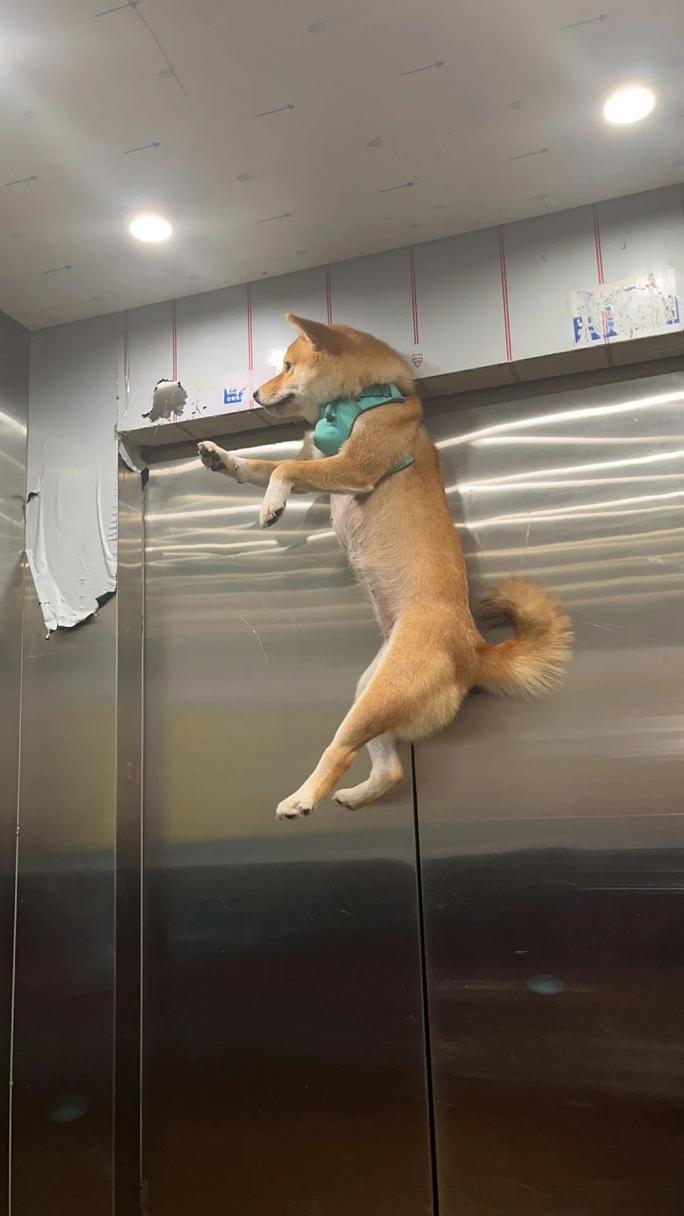 小区电梯内牵绳佩戴嘴套的宠物犬