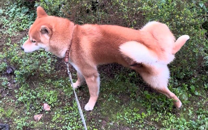 柴犬户外遛弯频繁蹲尿实拍场景
