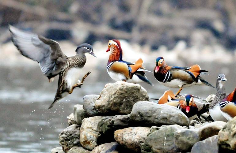湖北南漳昌集鸳鸯湖冬日清晨雾中鸳鸯景观