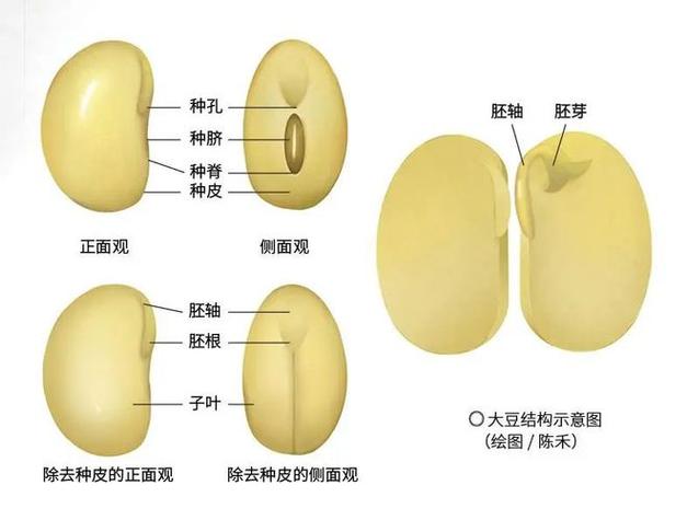 豆荚结构解剖图 心皮缝合线