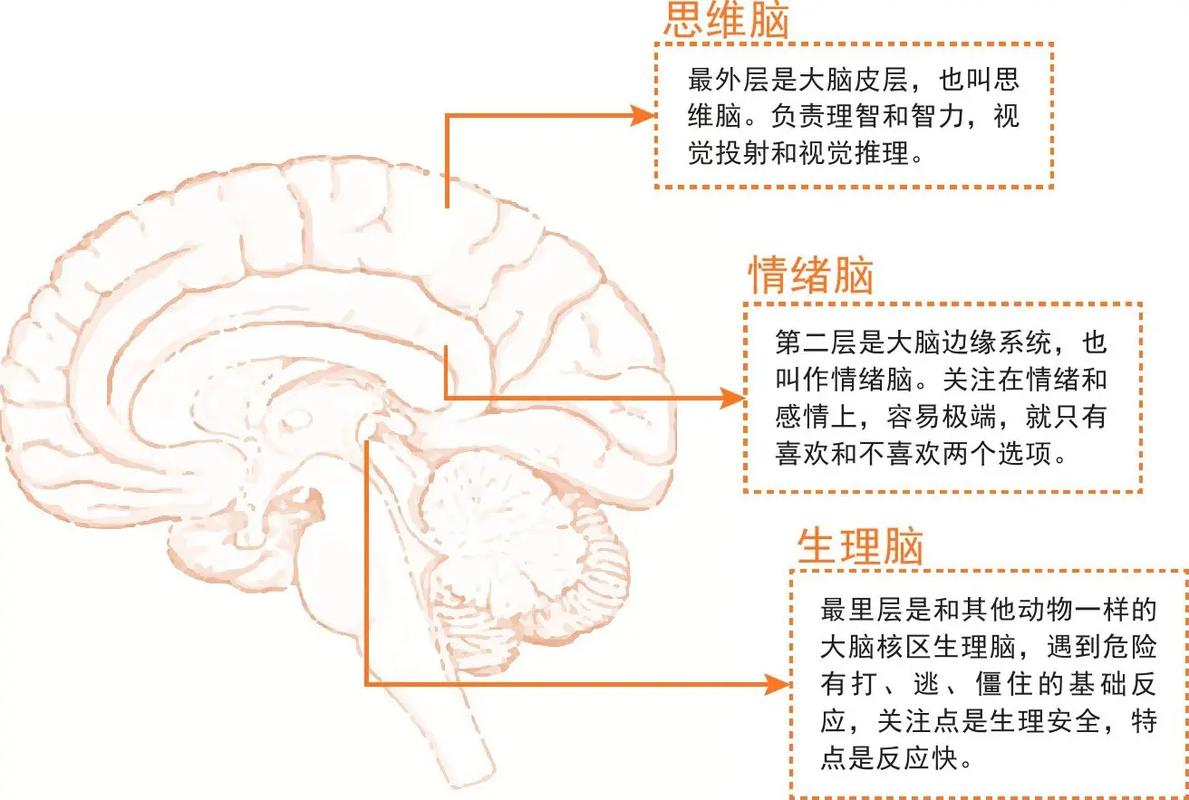 大脑压力反应与记忆关系示意图