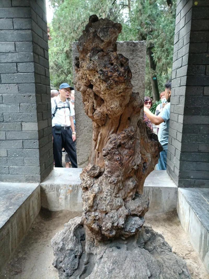 孔林子贡手植楷树桩展陈