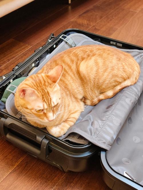 猫咪趴在敞开的航空箱门口休息日常图