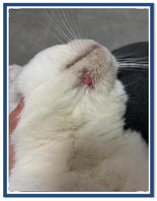 猫反复挠下巴结痂的皮肤细节实拍