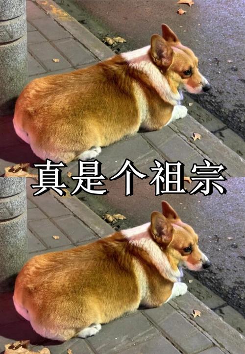 每天带着它,像带了个祖宗
