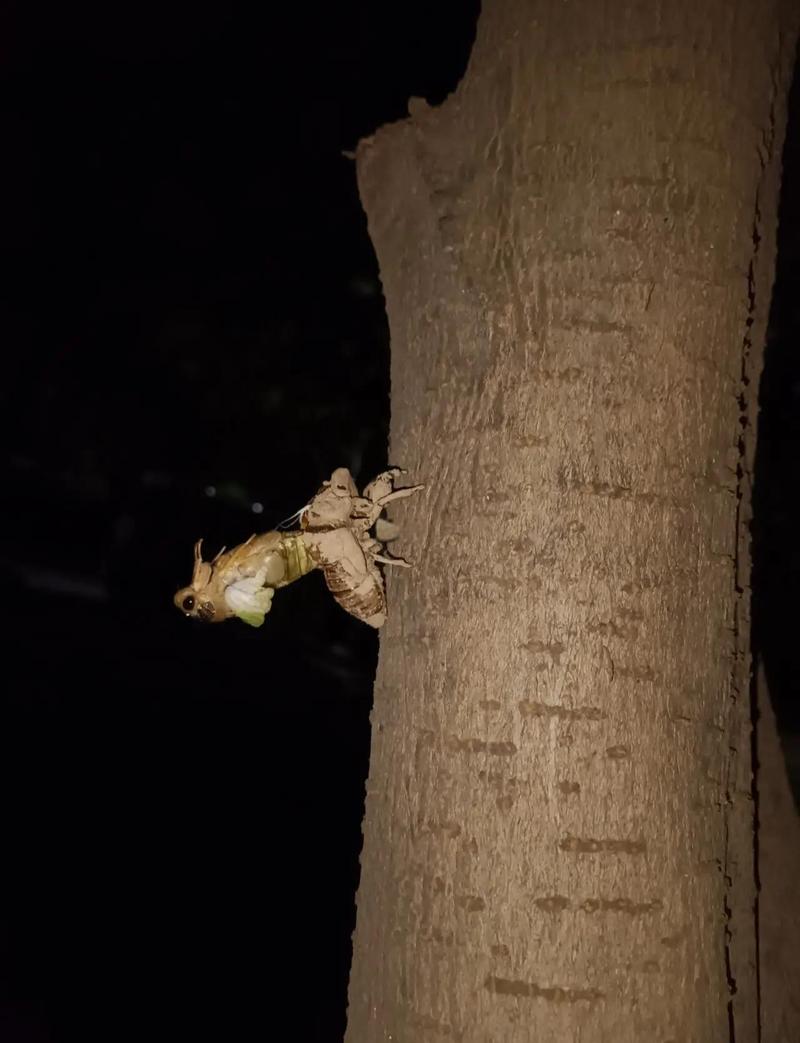夏日夜晚蝉若虫出土蜕壳过程