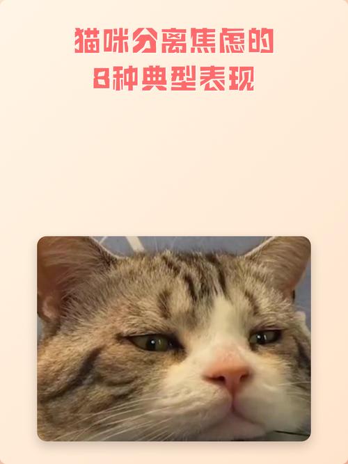 真遇上分离焦虑的猫，别上来就骂