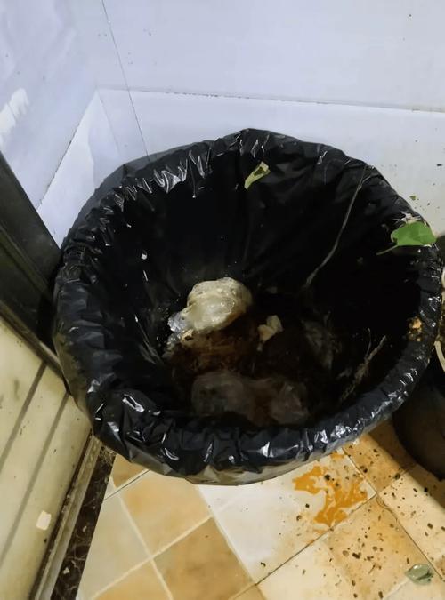 夏季厨房垃圾桶滋生小黑飞实拍