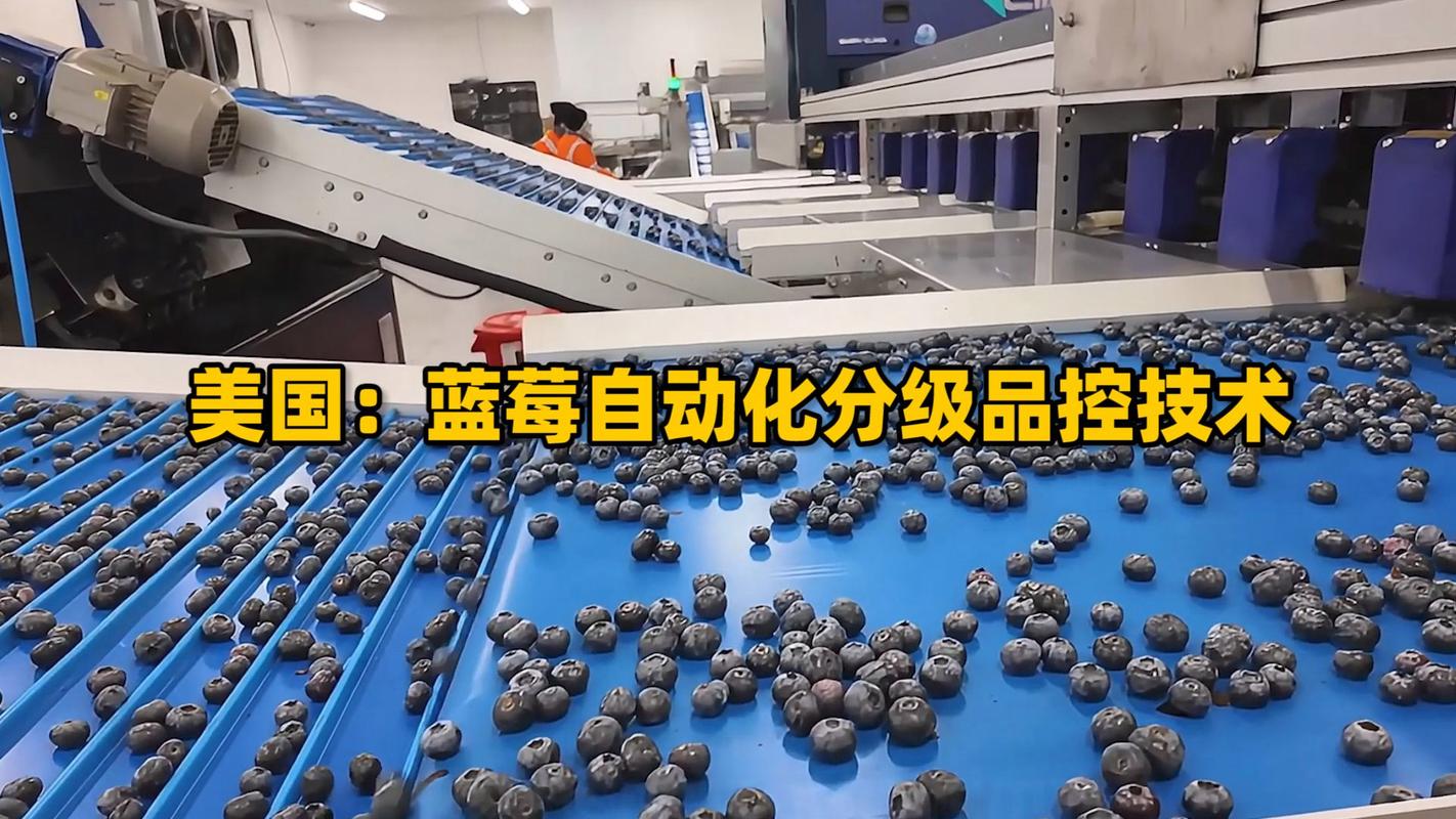 12人规模工业视觉团队调试蓝莓分选检测设备现场
