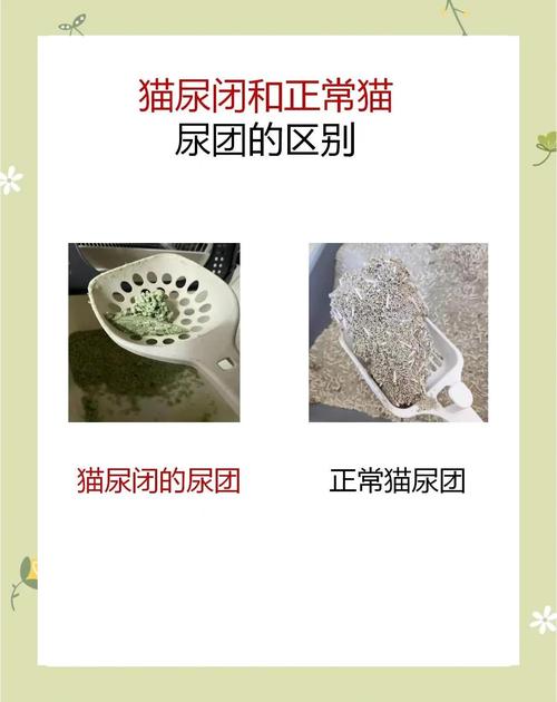 猫咪健康尿团与缺水尿团对比实拍