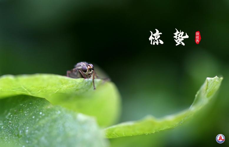 惊蛰春雷唤醒冬眠小虫微观摄影
