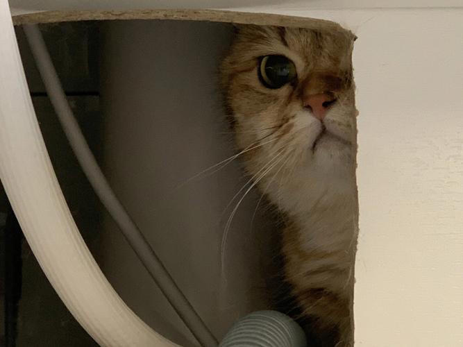 藏得太隐蔽？猫根本找不到也不想去
