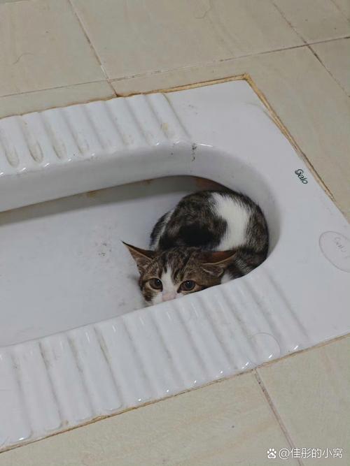 蓝猫蹲卫生间脚垫盯着主人上厕所