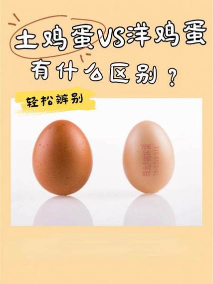 鸡蛋：没必要纠结土还是洋