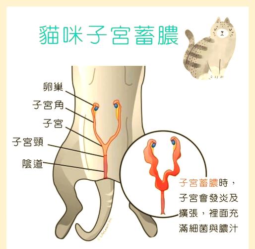 未绝育母猫子宫蓄脓病变病理图