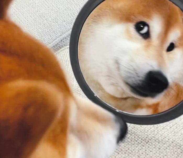 养条犬，其实是养了一面镜子