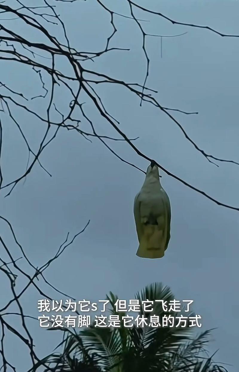 线扯着旧风停在檐角