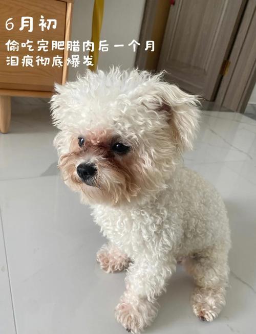 白色比熊狗狗面部泪痕实拍