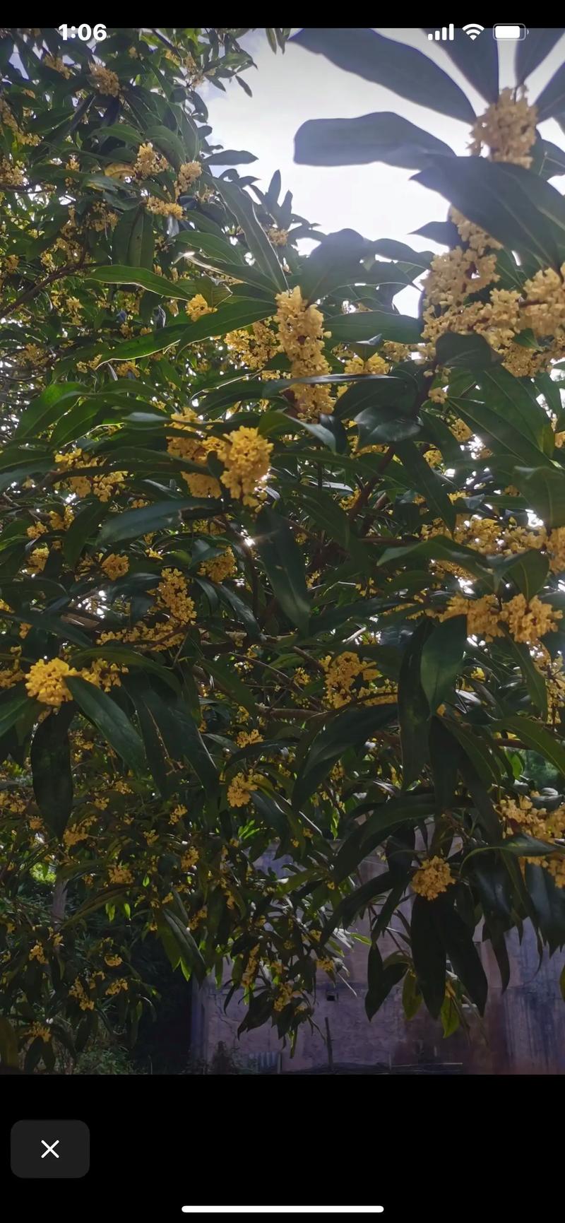 吃桂花的人,上辈子都是花仙子吧