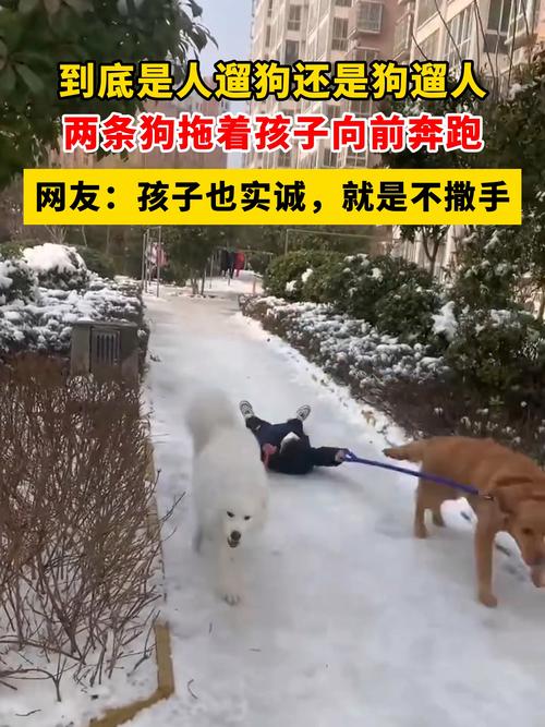 小区业主牵绳遛狗小孩上前拽狗尾巴
