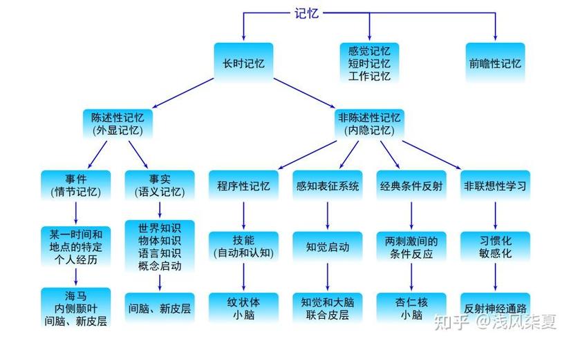 人类大脑记忆存储原理示意图